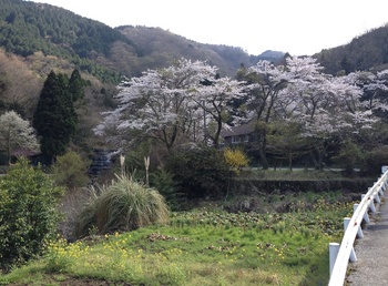 山桜満開.jpg